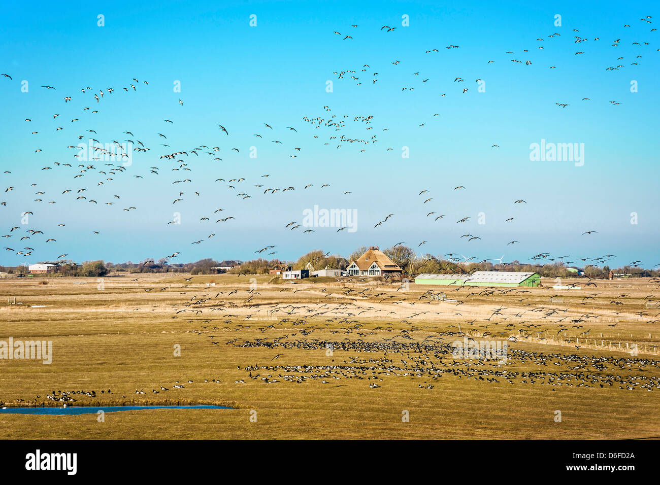 Flock of Gulls over a landscape with a house and a small lake on the North Sea Stock Photo