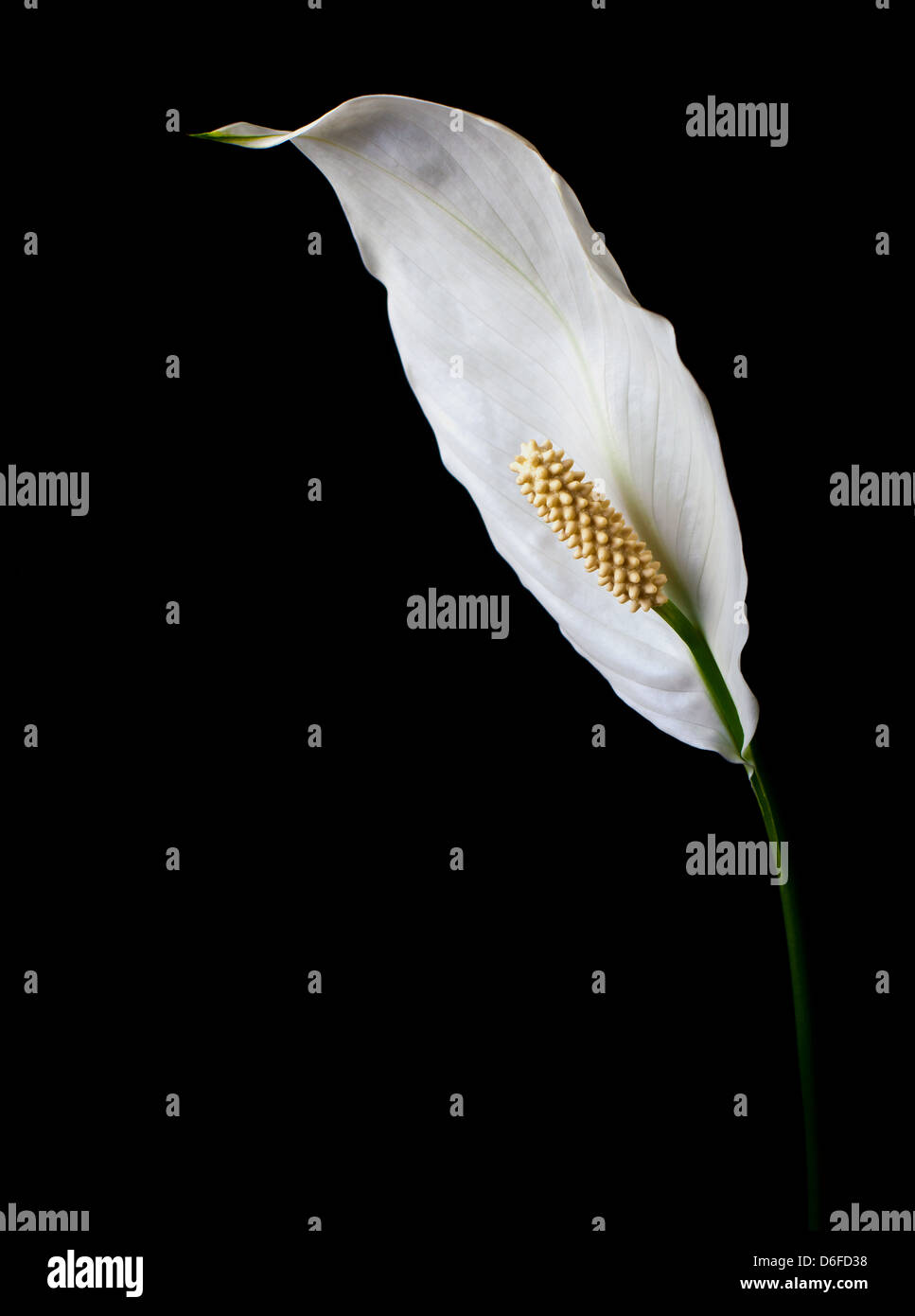 White flower still life Stock Photo