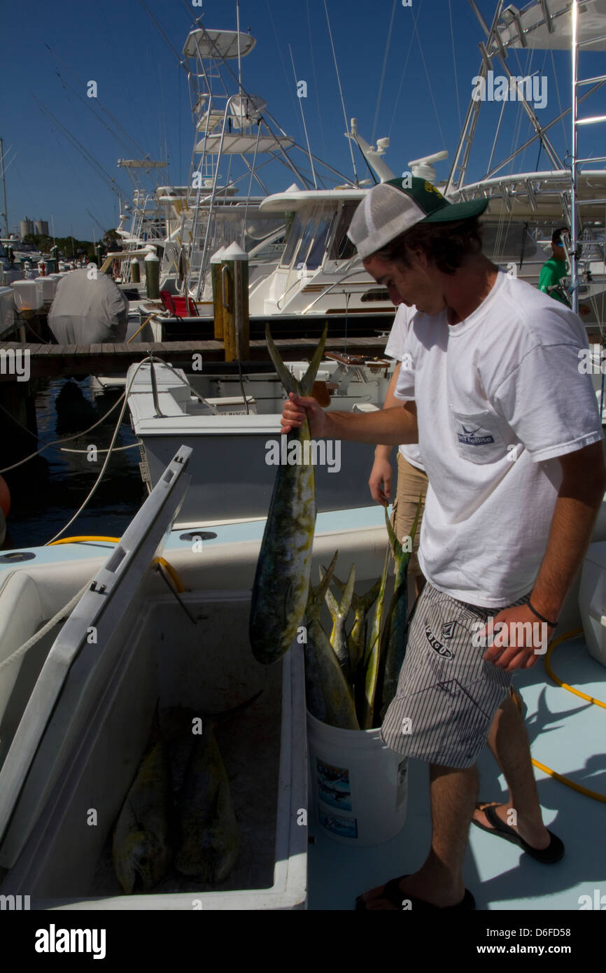 Crewman Nick Di Francisco checks out the day's catch of dolphin fish (mahi-mahi) onboard Lo Que Sea out of Ft. Pierce Marina, FL Stock Photo