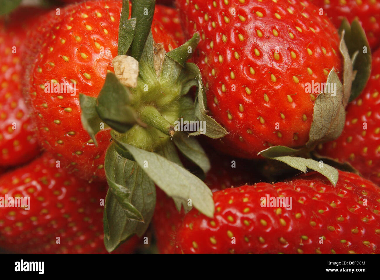 close up image of strawberries Fragaria × ananassa Stock Photo - Alamy