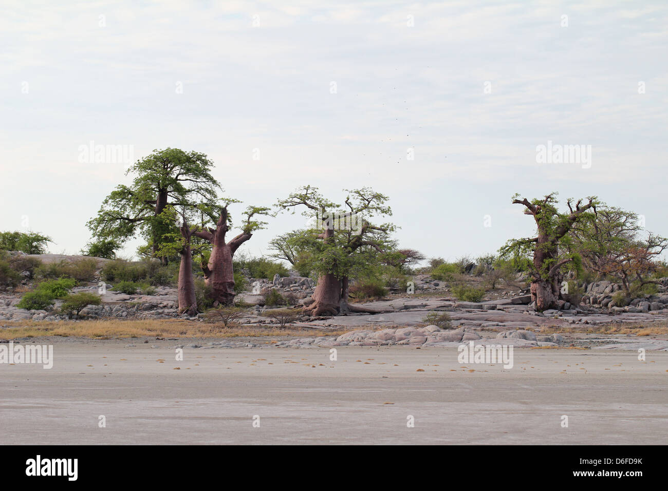 Baobab trees on Kubu Island, Sua salt pan, Botswana Stock Photo