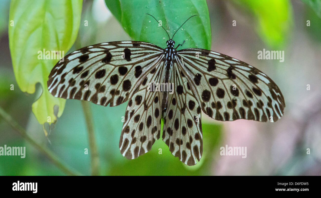 The graceful Wood Nymph Butterfly Ideopsis has a  wingspan of up to 15 cm Danum Valley rainforest Borneo Stock Photo