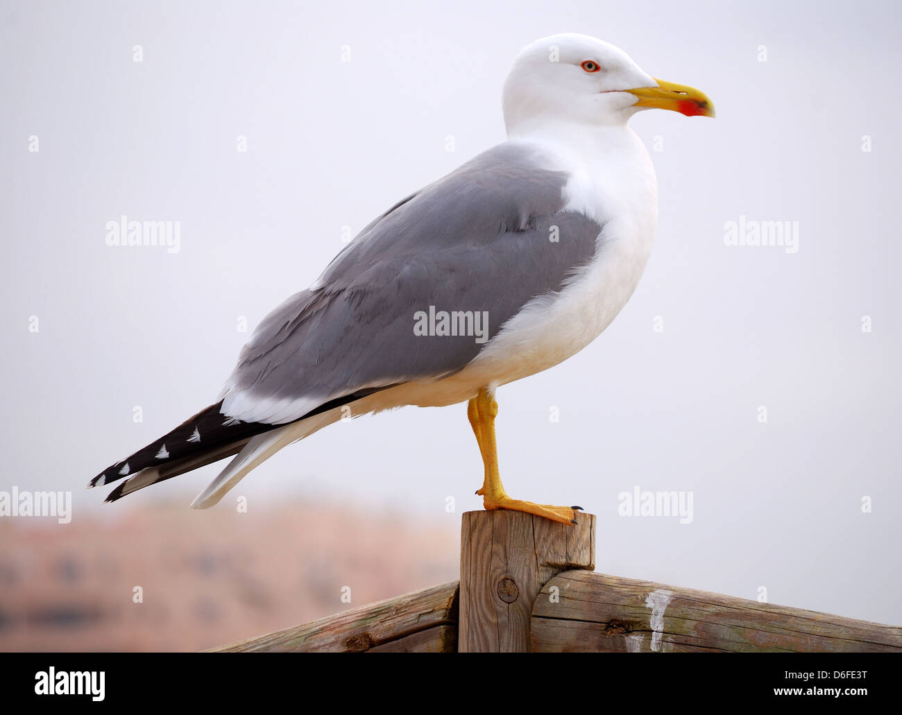 Seagull from Algarve beach (Portugal). Seagull is a specific marine bird. Stock Photo