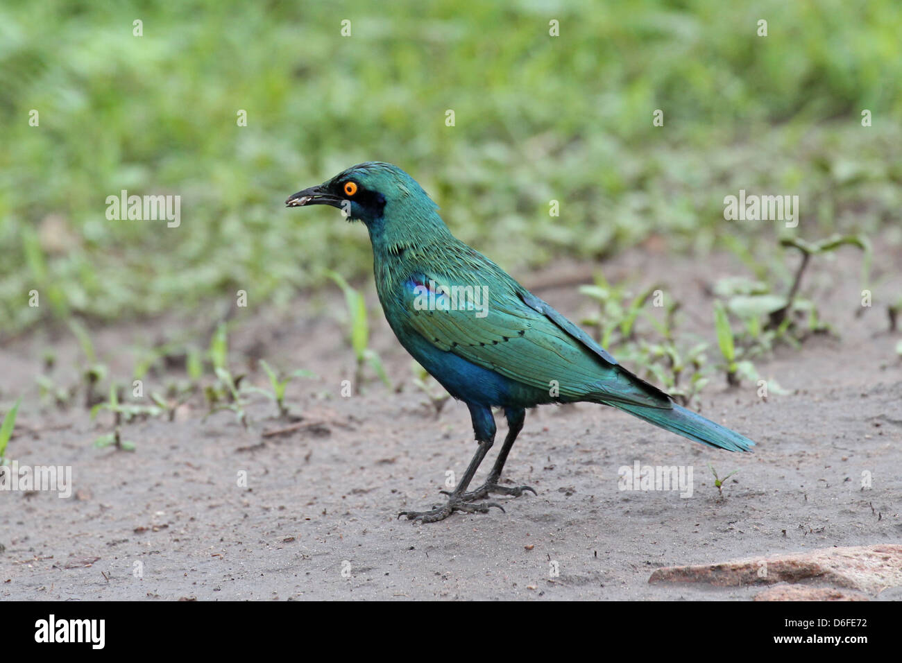 Cape Starling searching for food on the ground Stock Photo