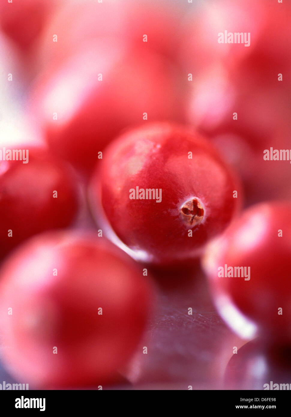 Close up uncooked cranberries hi-res stock photography and images - Alamy