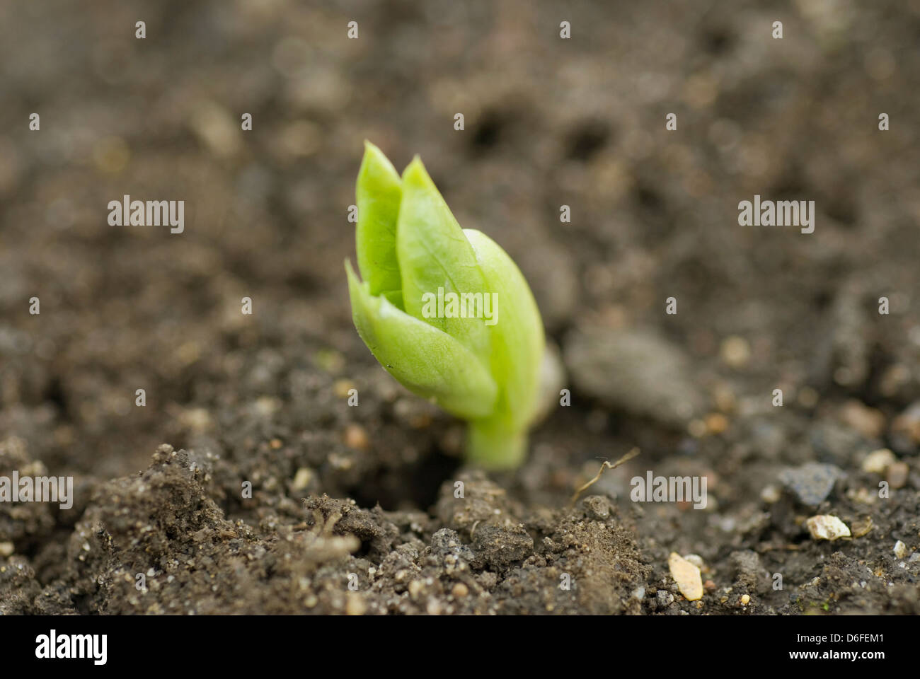 Broad Bean Seedling Stock Photo Alamy