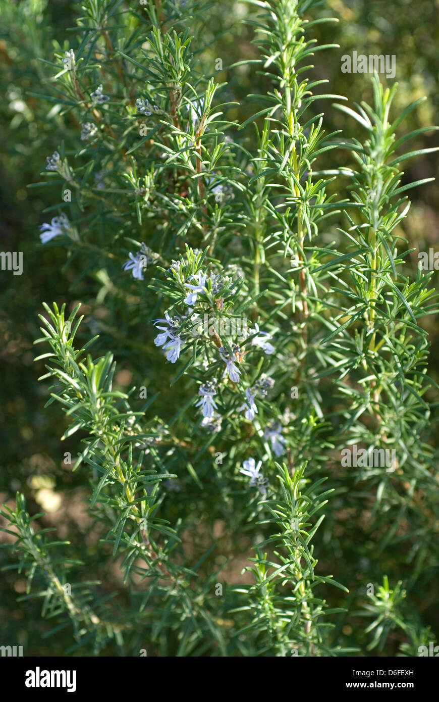 Rosemary in Flower Stock Photo Alamy