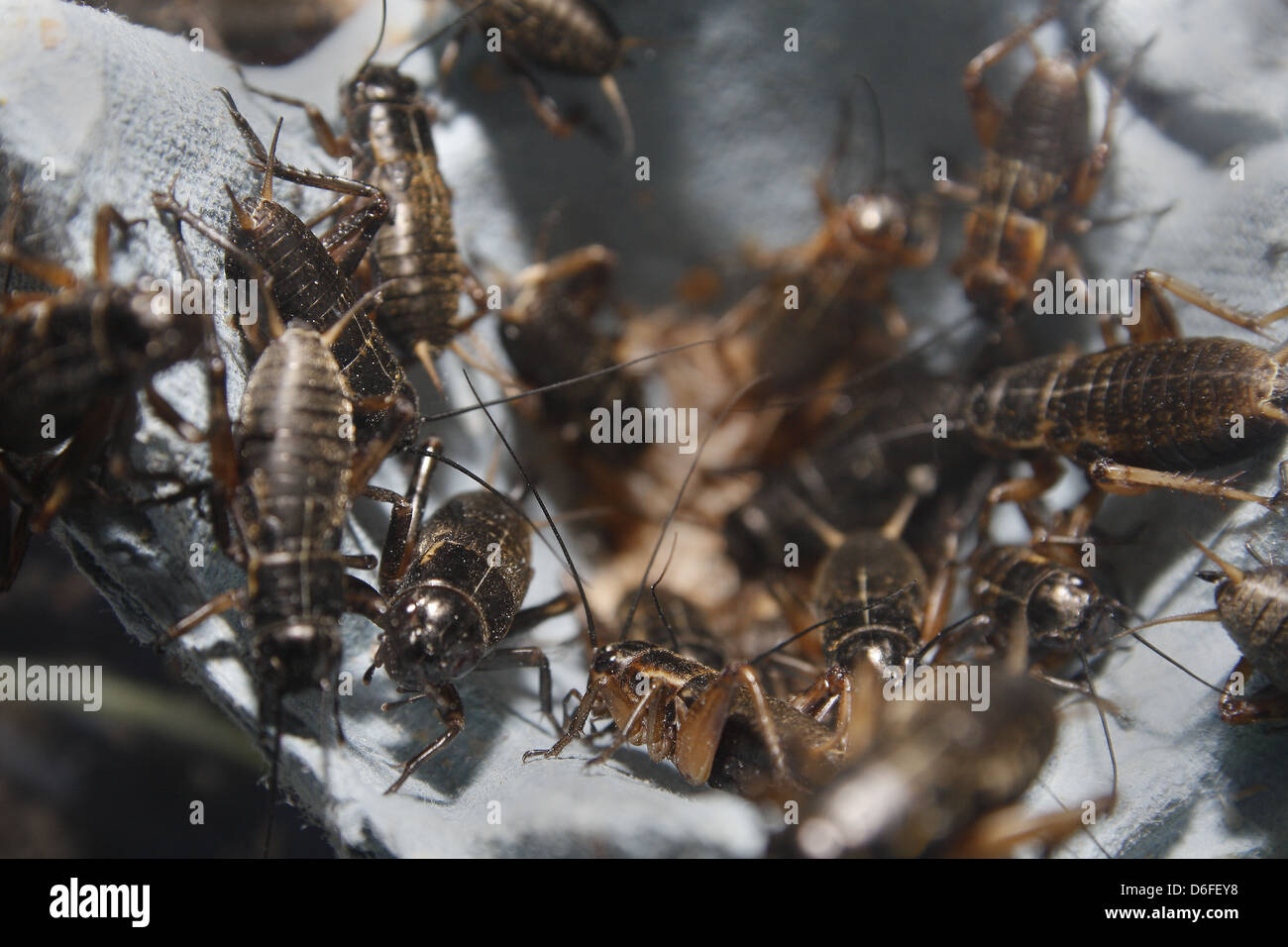 medium sized black crickets on egg boxes Gryllus assimilis Stock Photo
