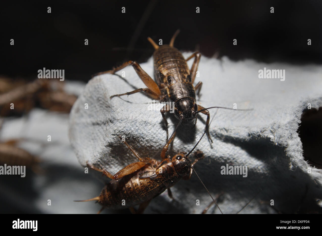 medium sized black crickets on egg boxes Gryllus assimilis Stock Photo