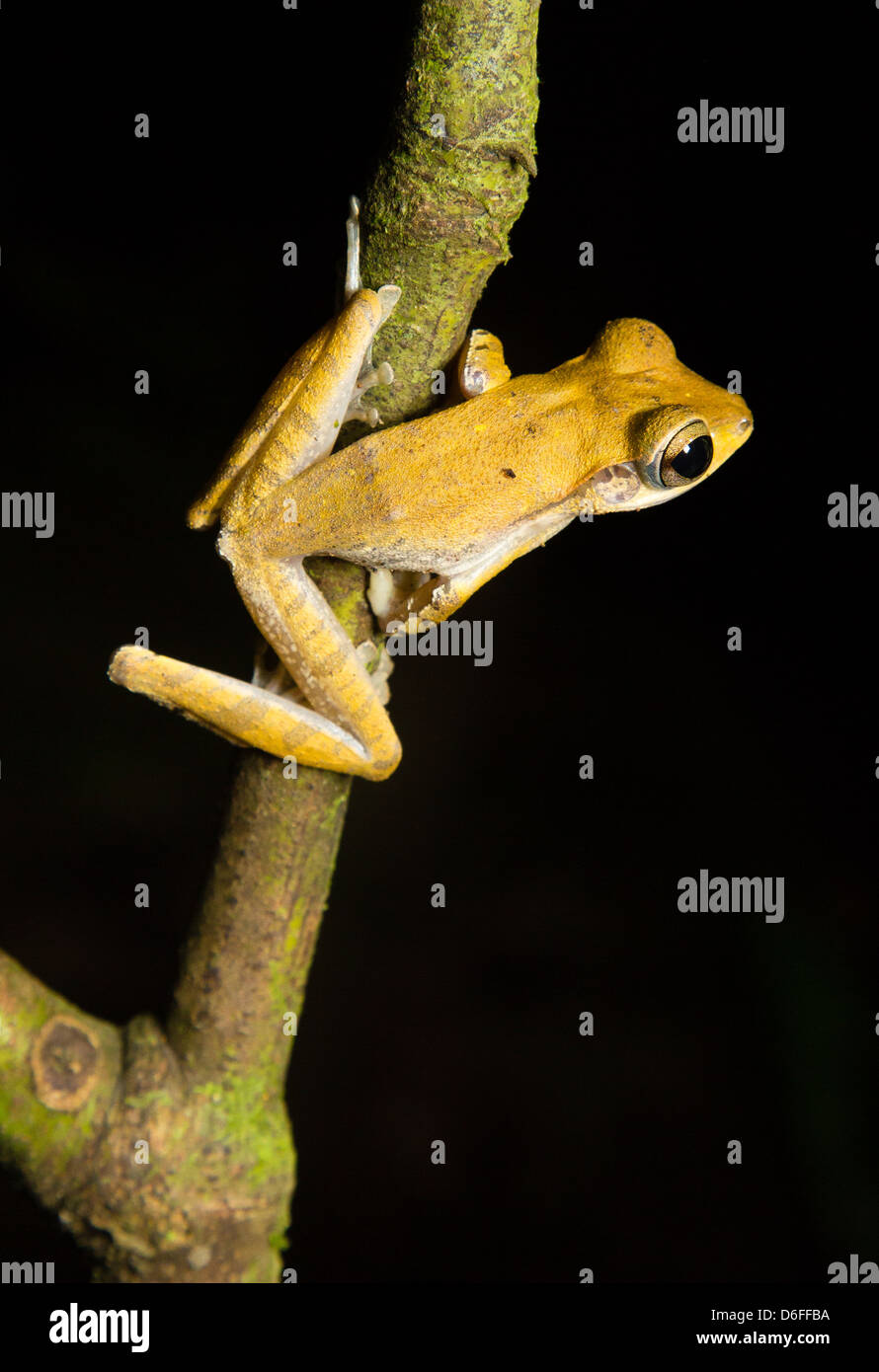 Tree Frog ( species unknown ) clinging to a branch above a pond in the Danum Valley Conservation Area in Sabah Borneo Stock Photo