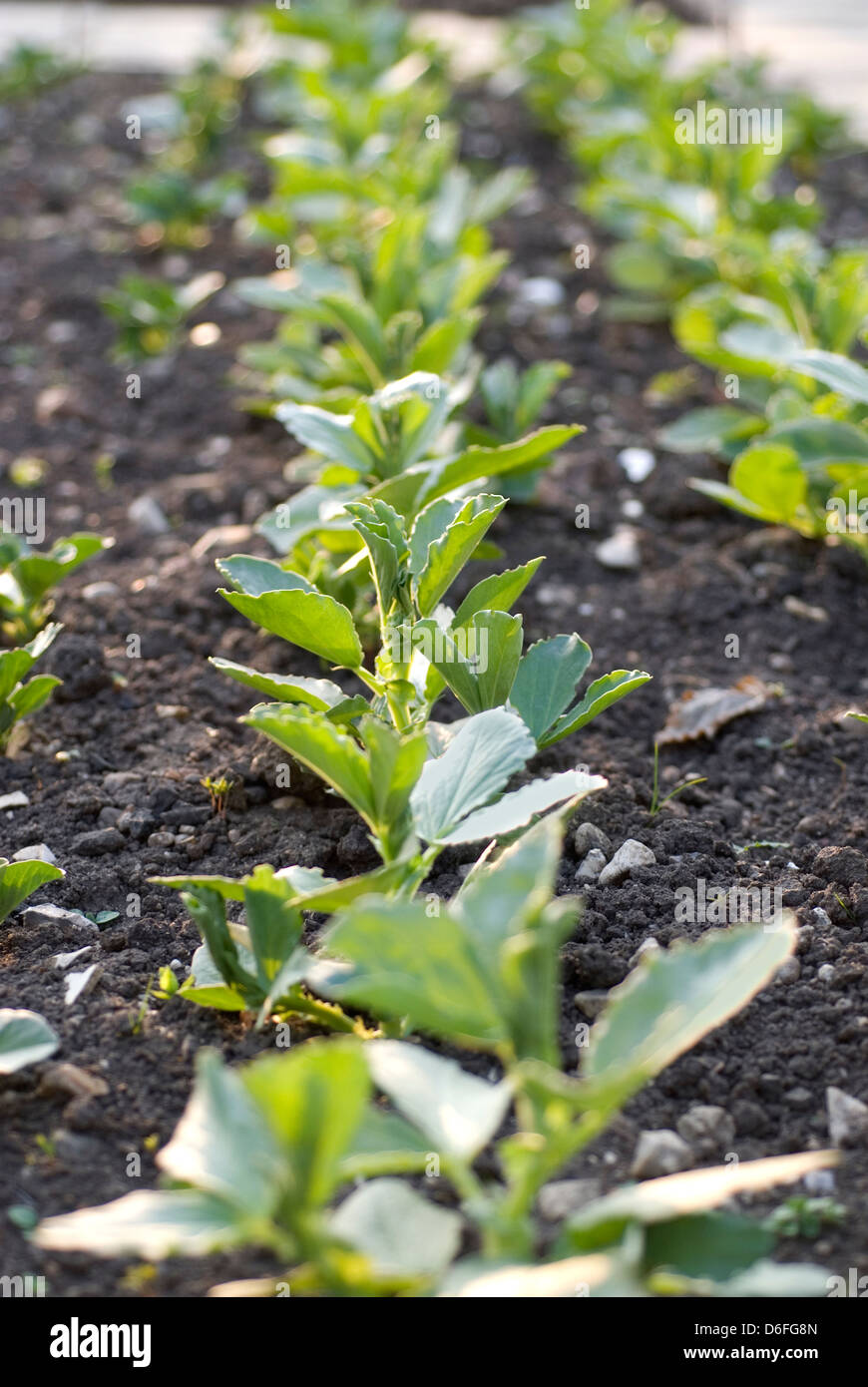 Broad Bean Shoots Stock Photo Alamy