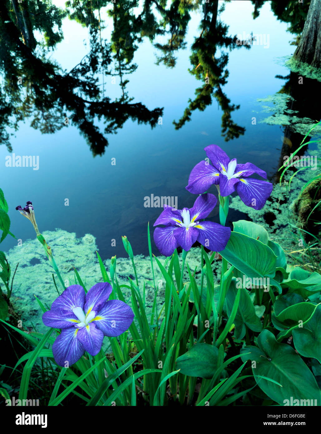 Blue Iris, Magnolia Plantation & Gardens. The oldest (1670) major — free download