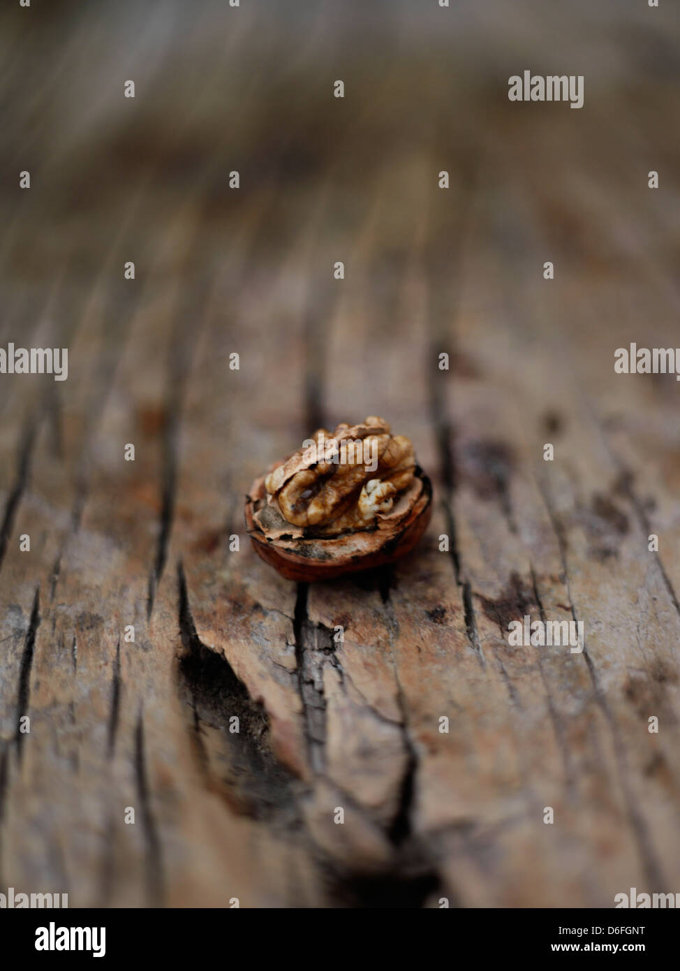 Walnut Half Stock Photo Alamy