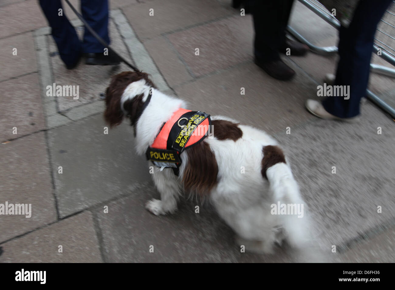 London, UK. 17th April 2013. The Funeral of Baroness Margaret Thatcher. A police explosives search dog. The Funeral service takes place in St. Paul's Cathedral, London. Pic: Paul Marriott Photography/Alamy Live News Stock Photo