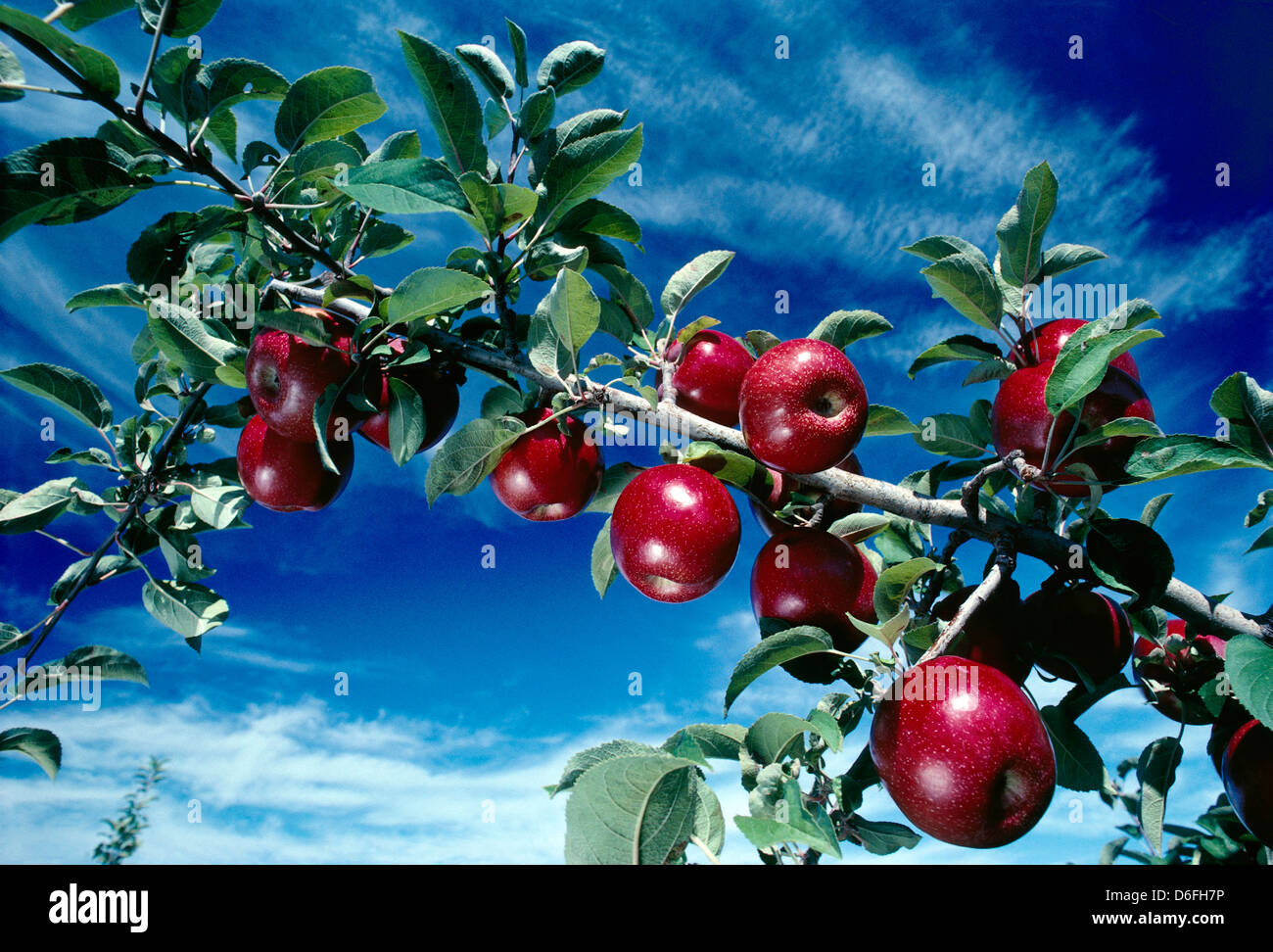 Fresh red apples on a tree in a Hudson River Valley, New York, orchard Stock Photo