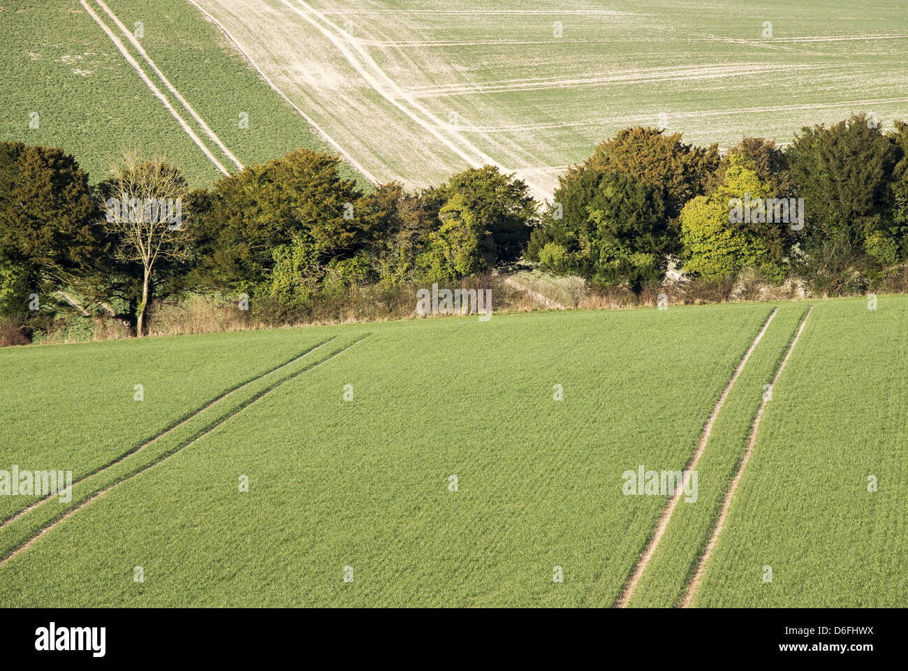 Abstract shot of the English countryside showing tree line and field of various shades of green Stock Photo