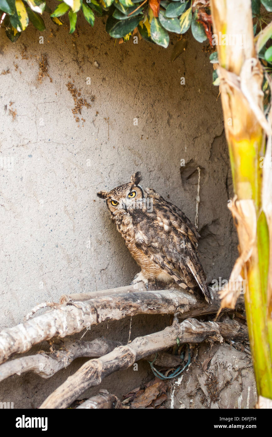 Captive owl in a house backyard. Stock Photo
