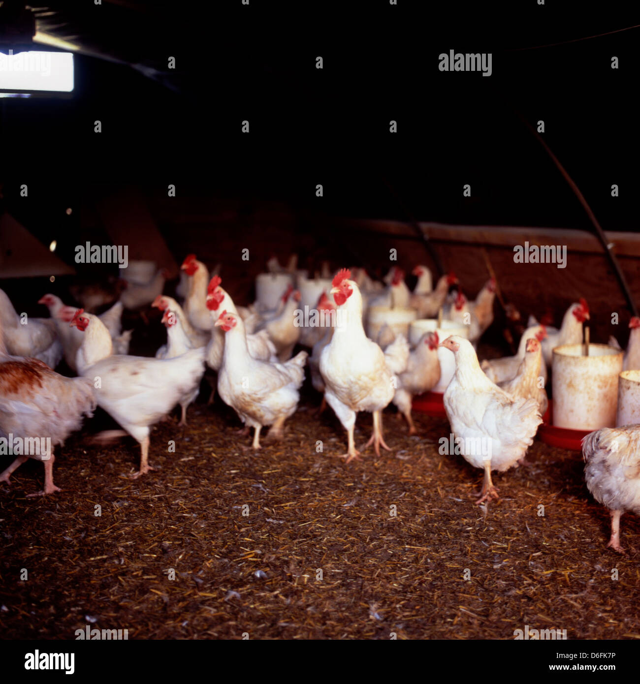 Chickens in Shed Stock Photo Alamy