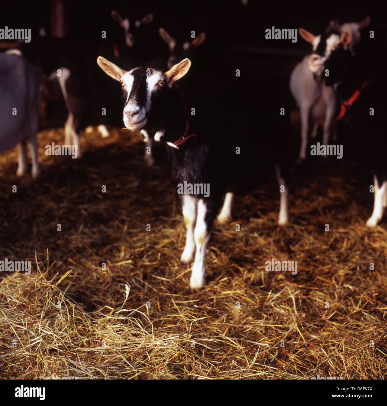 Black And White Goats High Resolution Stock Photography and Images - Alamy