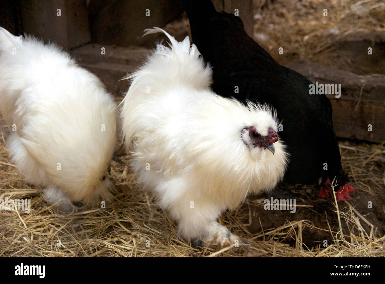 Freerange Chickens Stock Photo