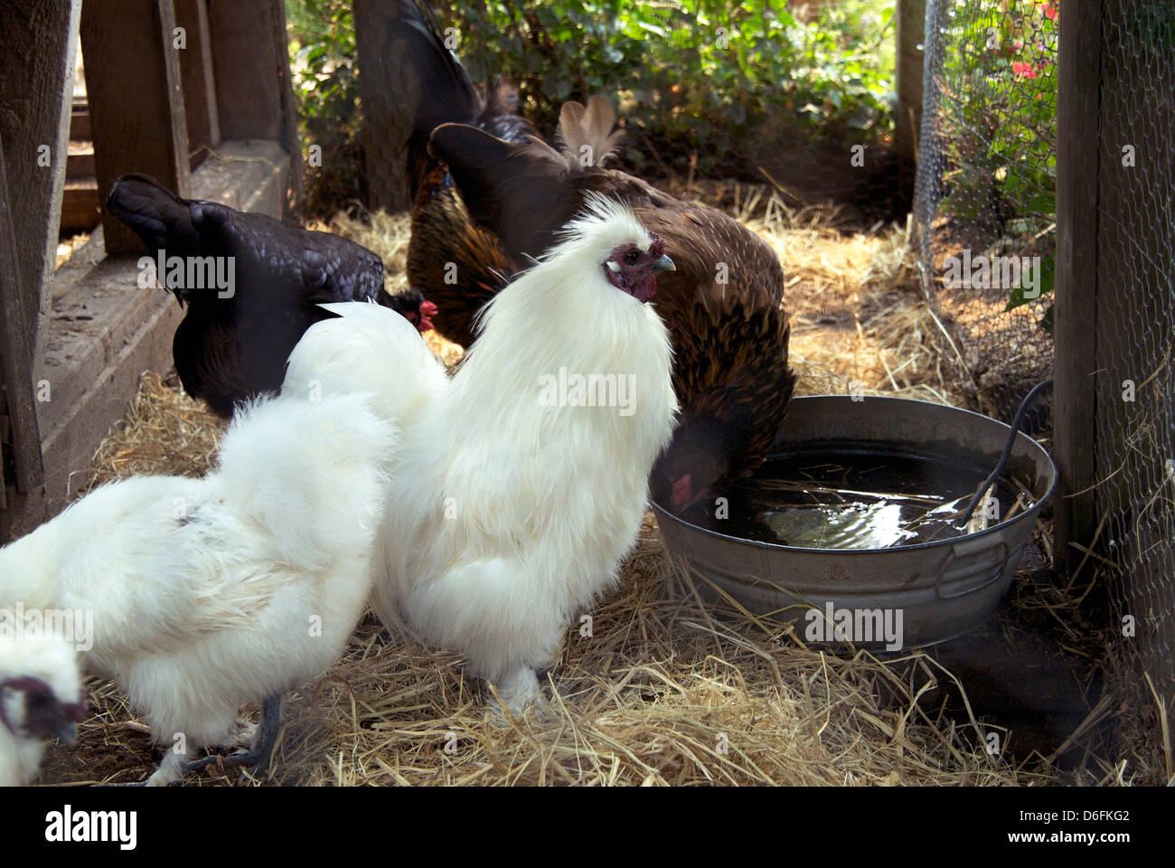 Freerange Chickens Stock Photo