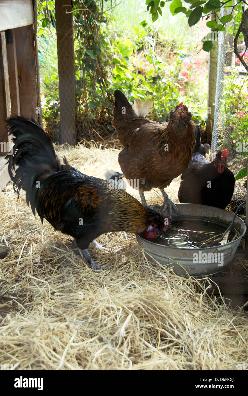 Free range Chickens Stock Photo