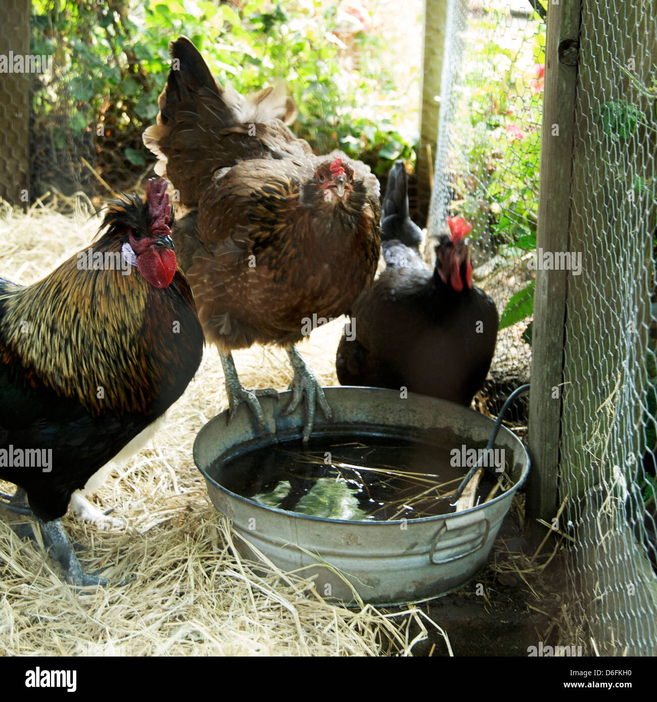 Free Range Chickens Stock Photo