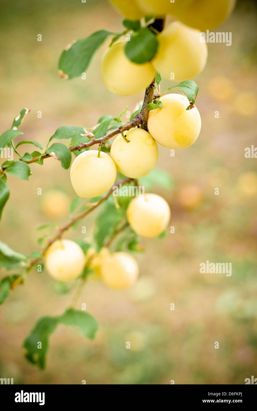Golden plum hires stock photography and images Alamy