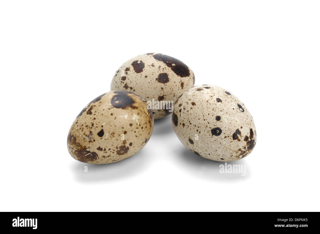 Quails white hires stock photography and images Alamy