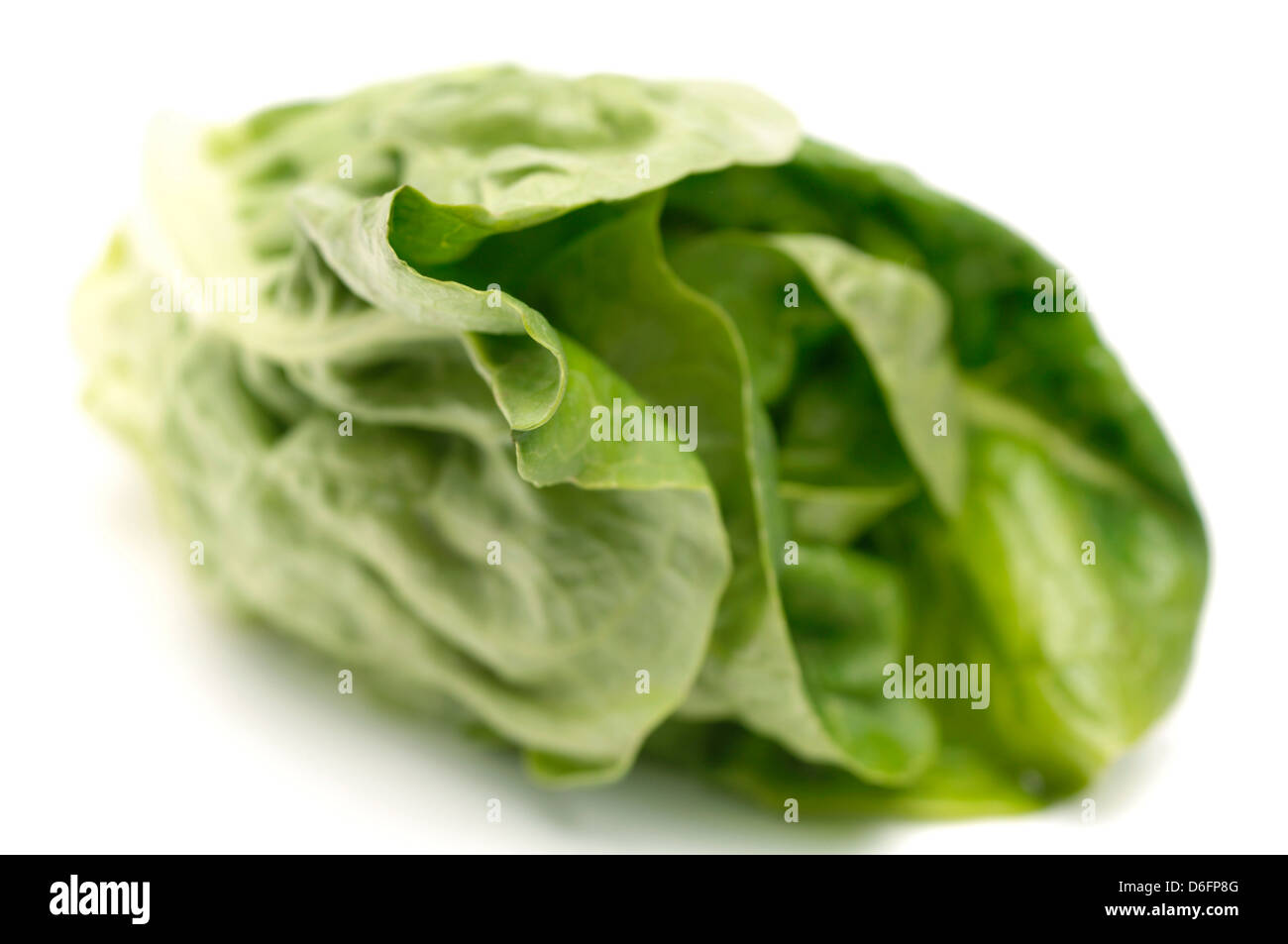 Little Gem lettuce Stock Photo Alamy