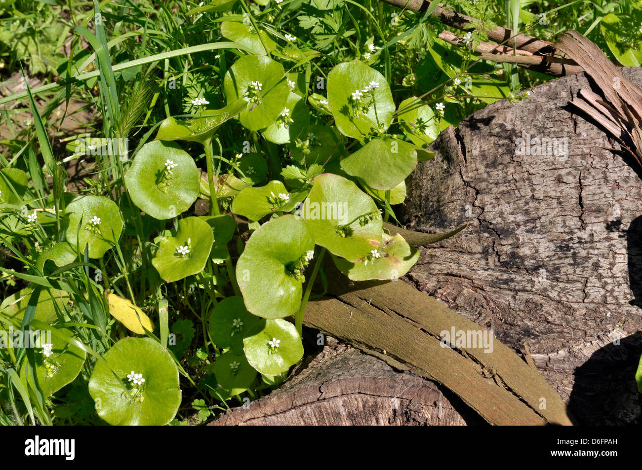miner's lettuce, Montia perfoliata in Glen Canyon Park, San Francisco, California, USA Stock Photo