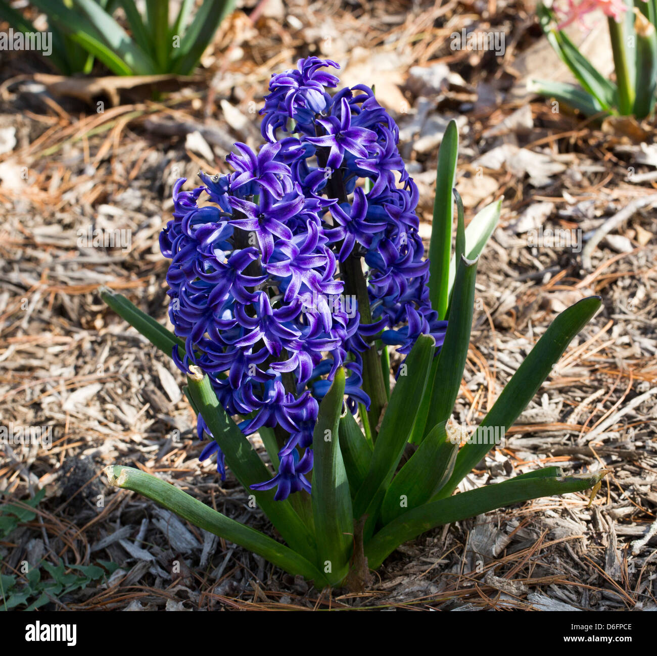 common Hyacinth Hyacinthaceae lilopsida bulb. Stock Photo