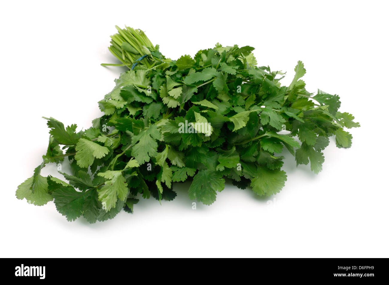 Bunch of coriander on white background Stock Photo Alamy