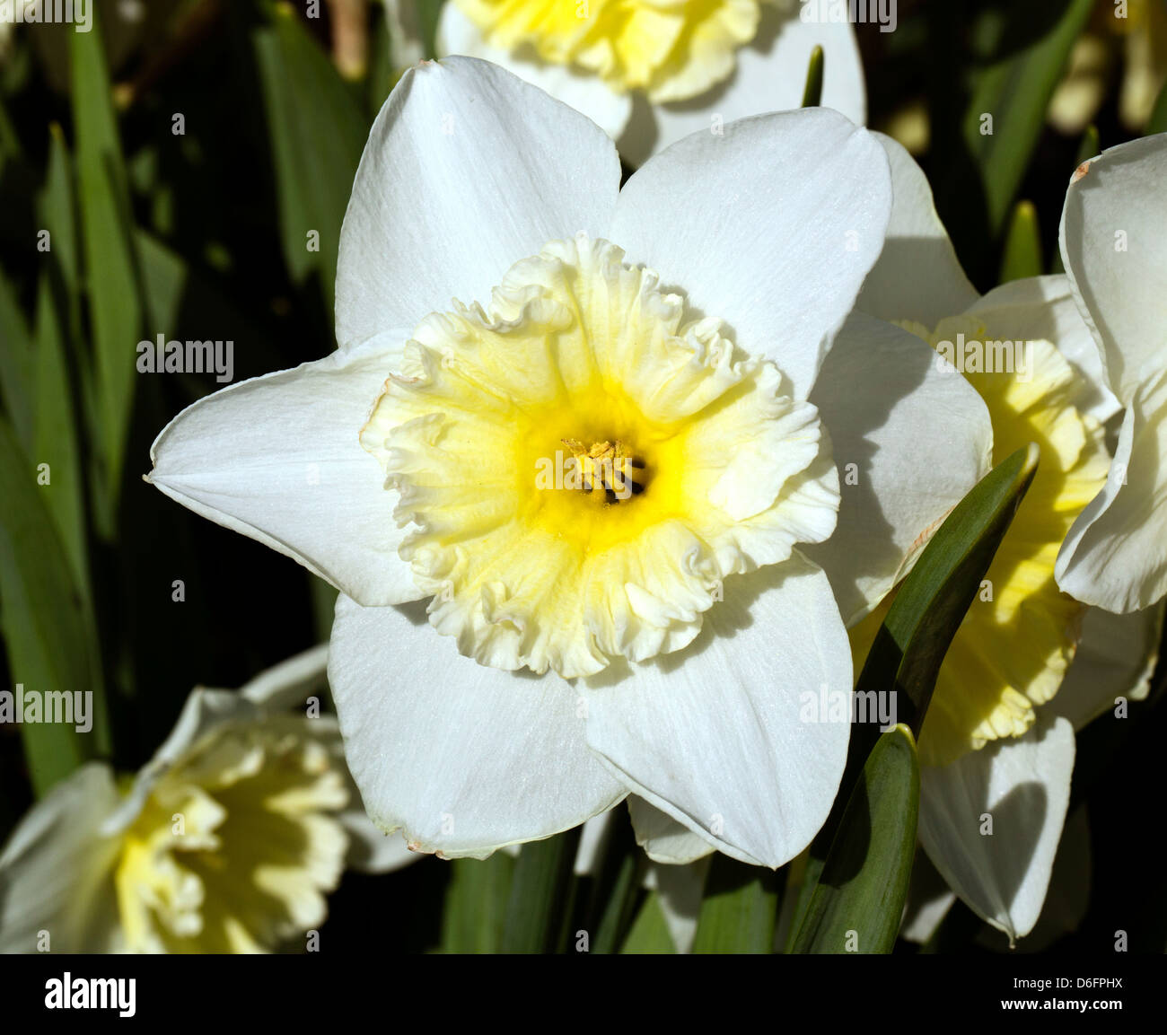 yellow and white narcissus daffodils Stock Photo Alamy