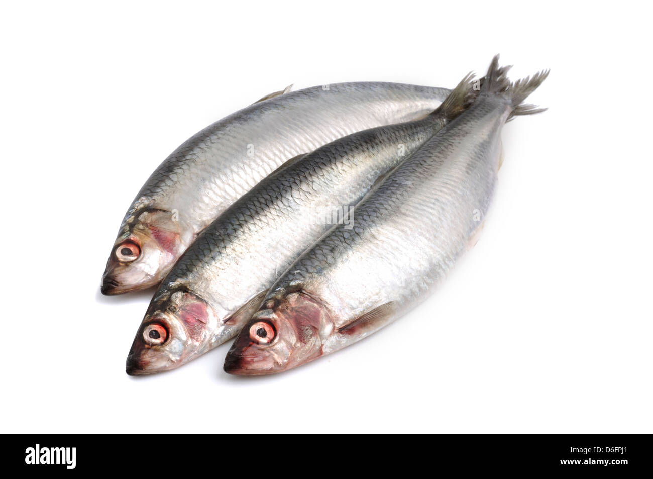 Herrings, an oily fish, on white background Stock Photo Alamy