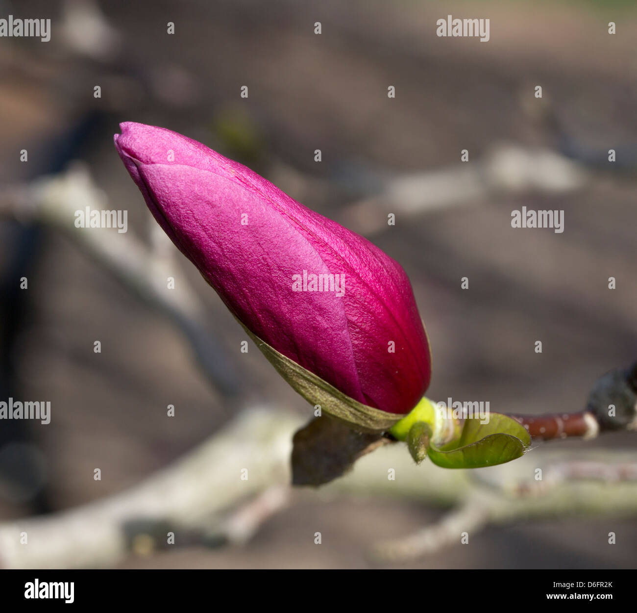 A saucer magnolia purple bud Stock Photo - Alamy