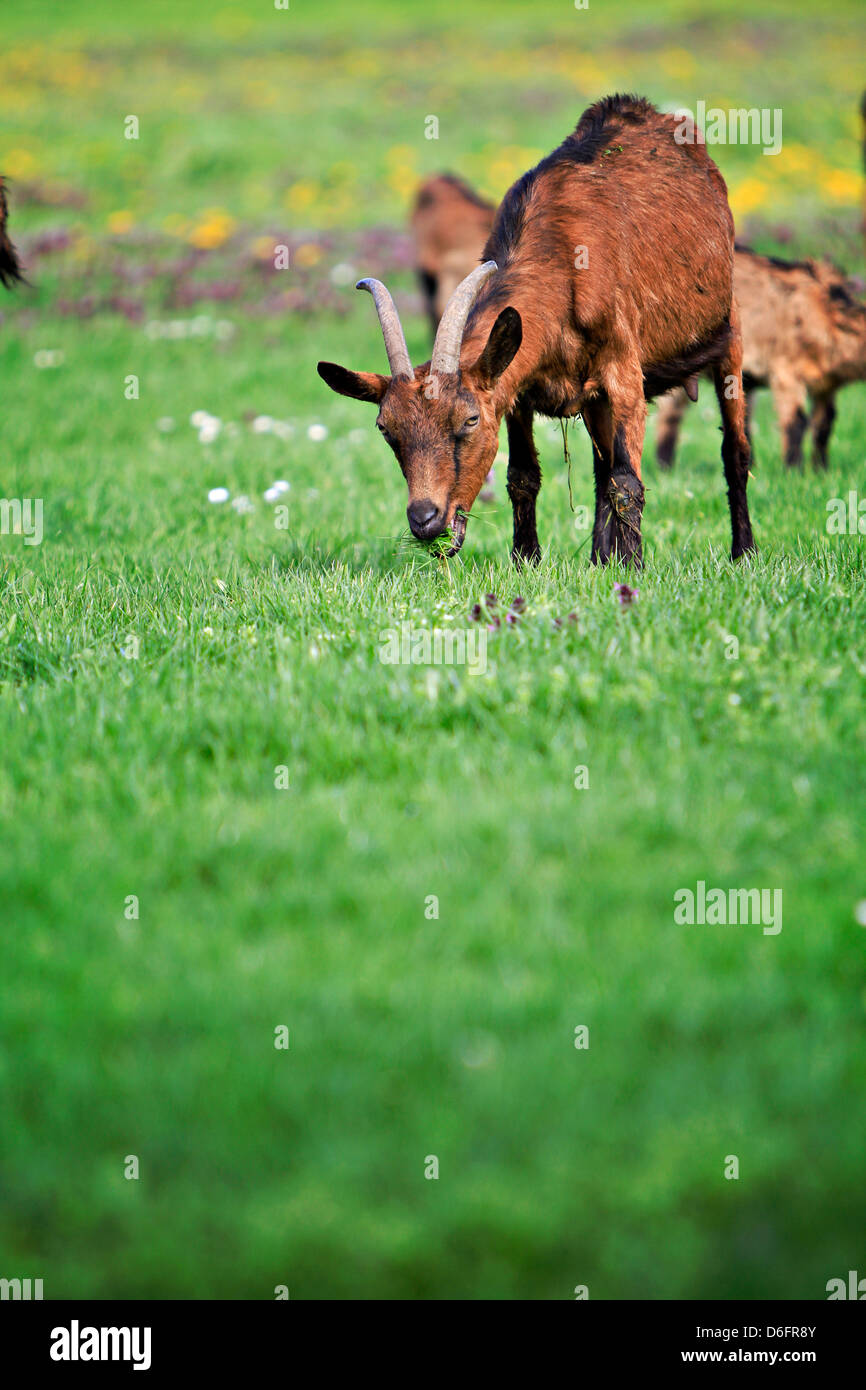 goat (Capra aegagrus hircus) Stock Photo