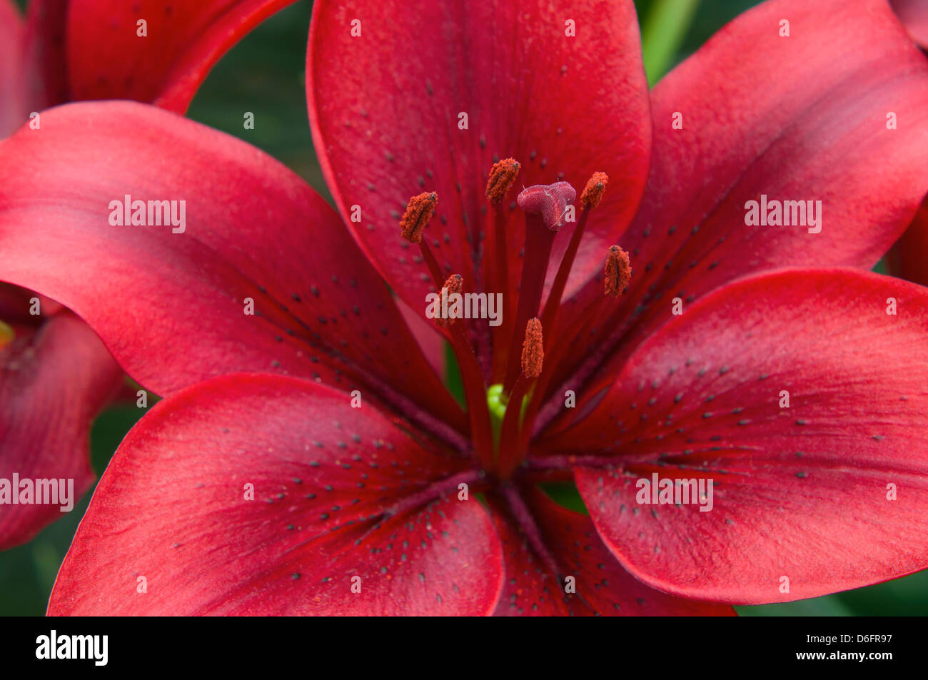 red asiatic lily closeup inside full bloom of petals stigma and stamens Stock Photo