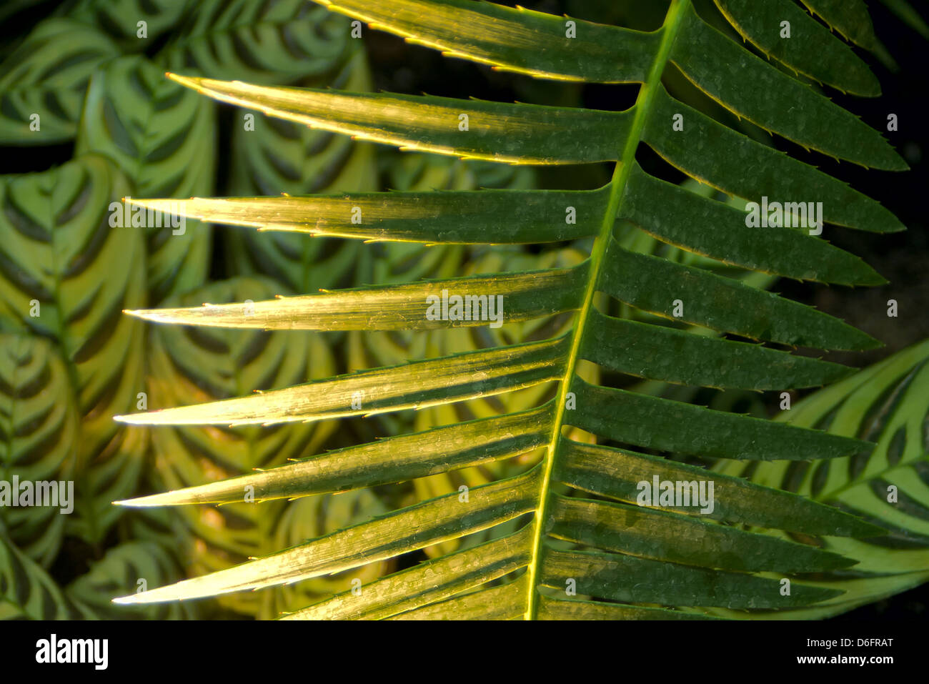 Palm frond and prayer plants or marantas Stock Photo