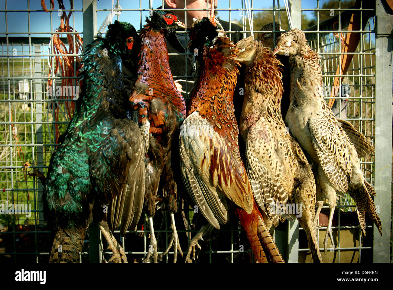 Game Shoot - Pheasants Stock Photo
