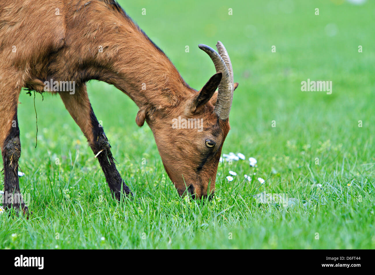 Goat (Capra aegagrus hircus) Stock Photo