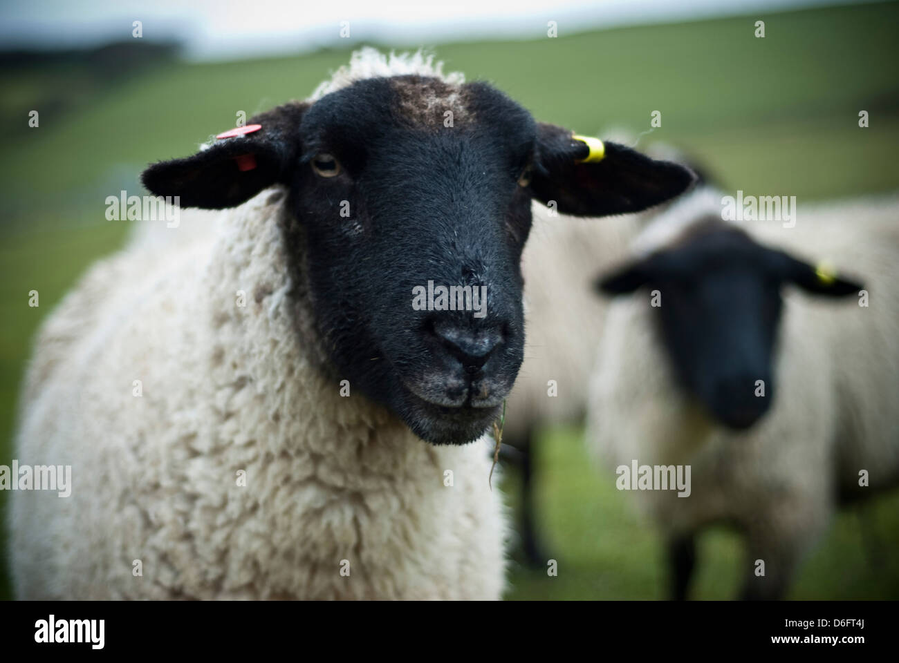 Spring Lambs / sheep Stock Photo