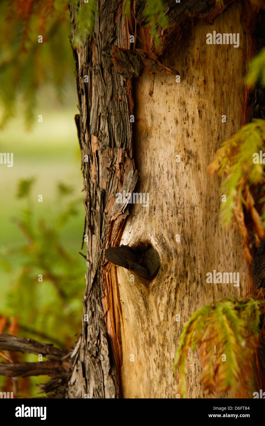 Tree shedding its bark! Stock Photo Alamy