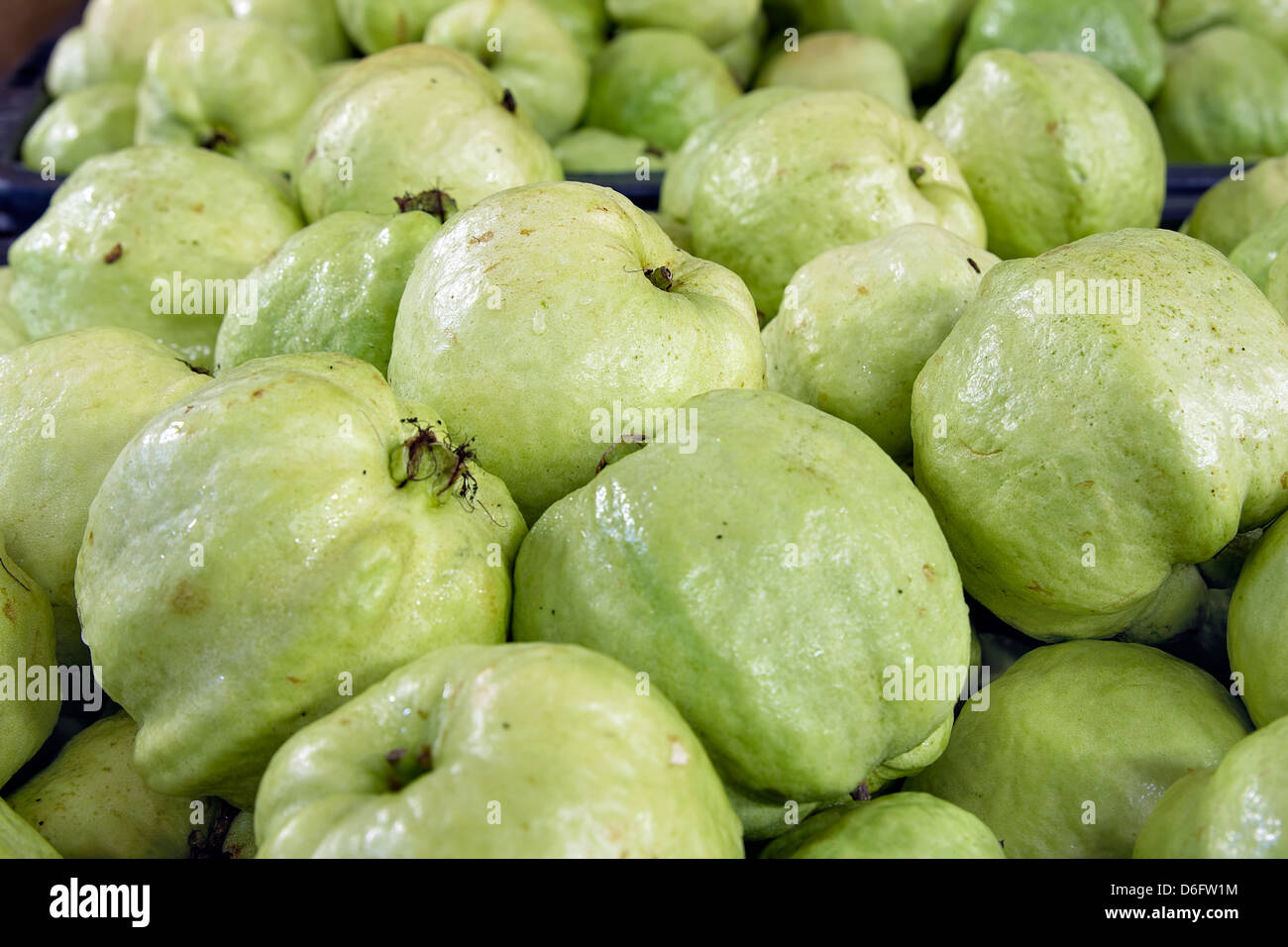 Green Apple Guavas in Southeast Asian Market Stock Photo