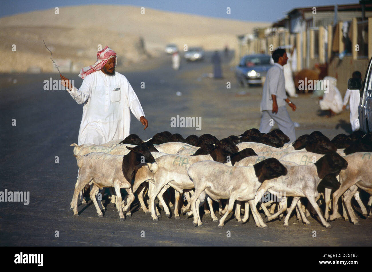 A slaughterhouse on the outskirts of Riyadh. Stock Photo