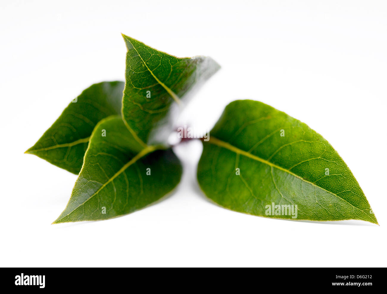 Bay leaf drink hires stock photography and images Alamy