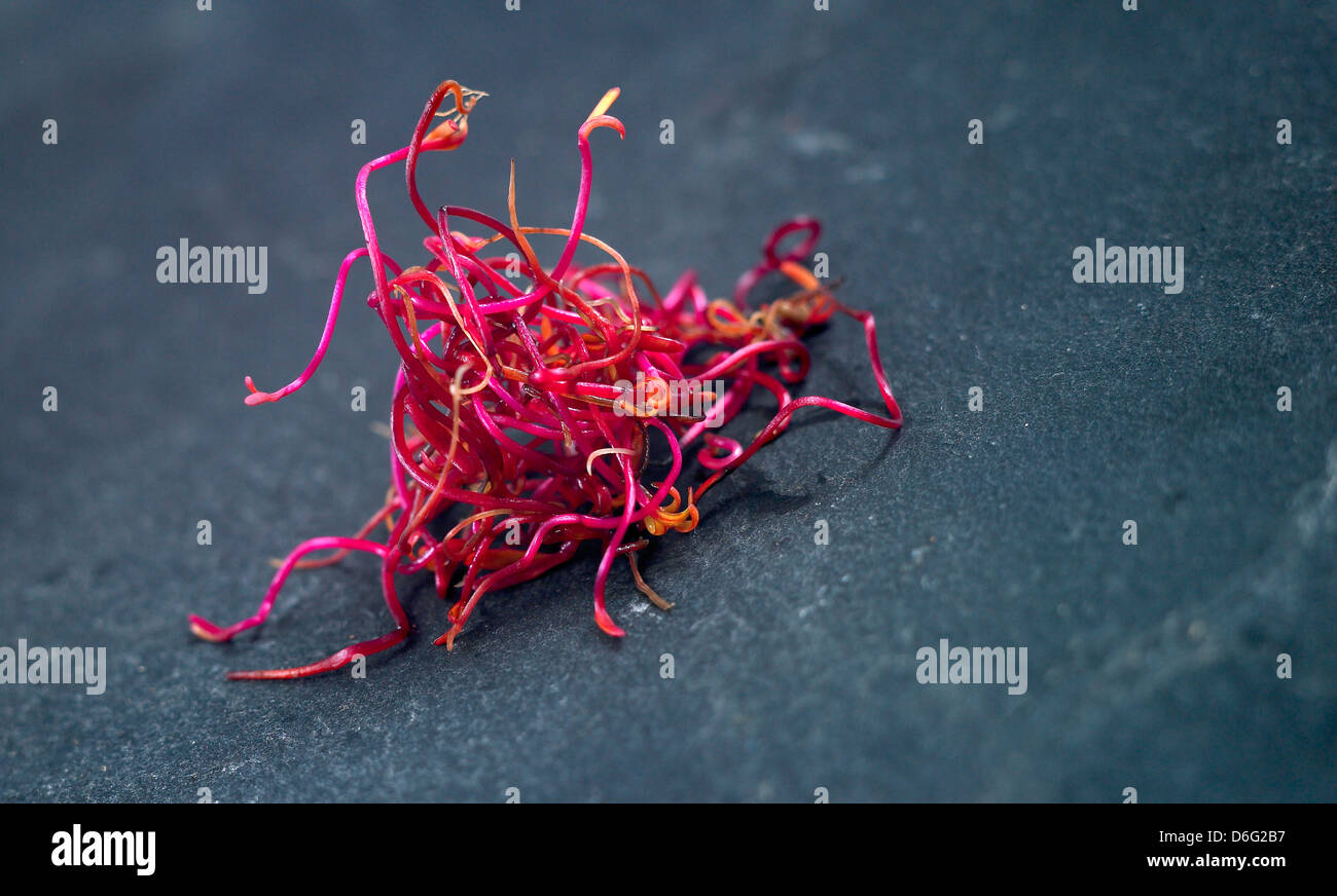 Micro salad Beetroot Sprouts Stock Photo