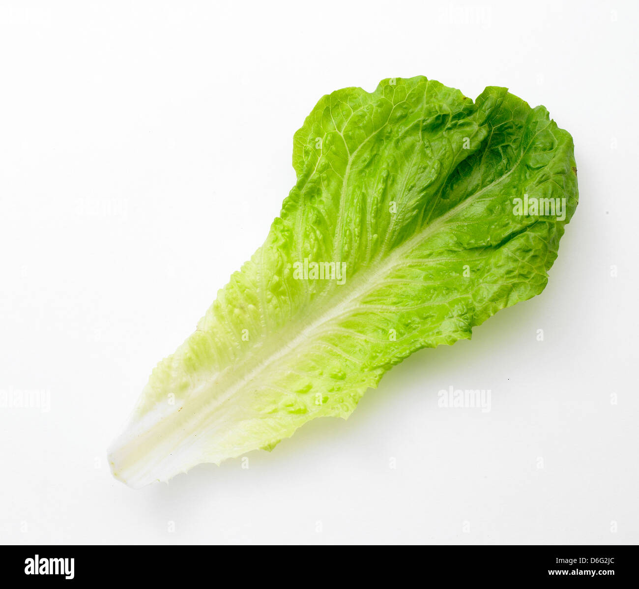 Romaine lettuce leaf Stock Photo Alamy