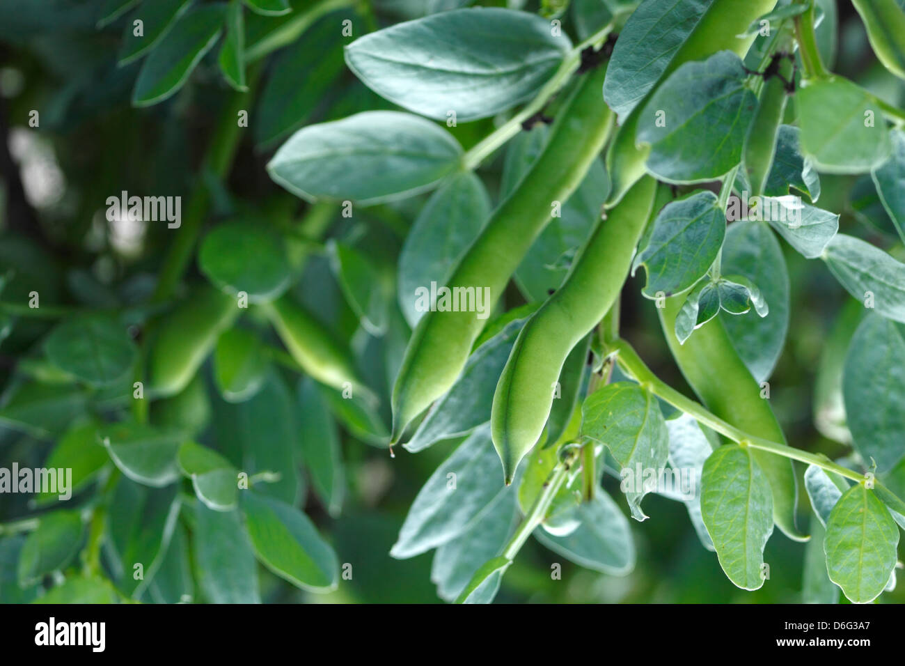 Broad Beans Growing on an Allotment Stock Photo