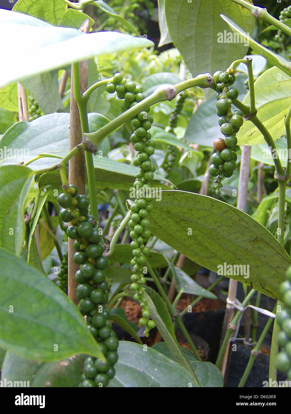 Green peppercorns on plant Stock Photo Alamy